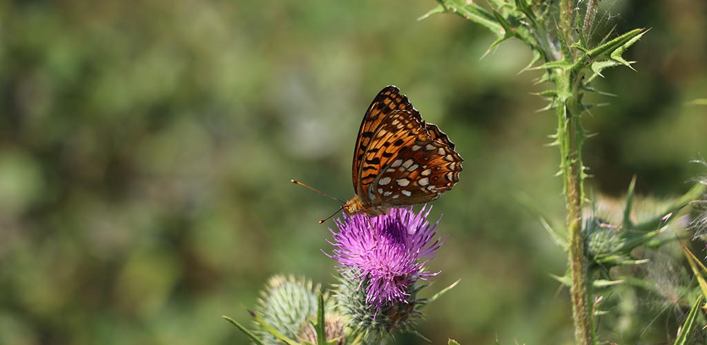 Schmetterling Themenbild Naturfreunde. Foto: GOEDE